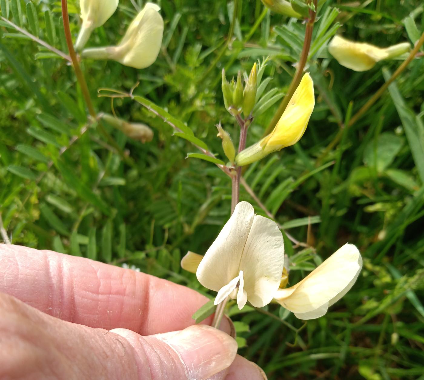 Vicia grandiflora image